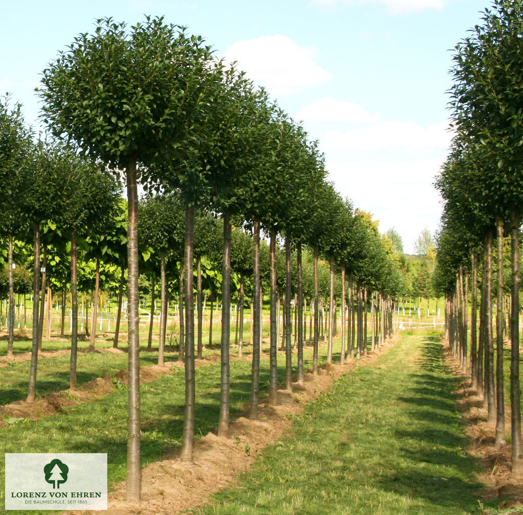 Prunus fruticosa 'Globosa'