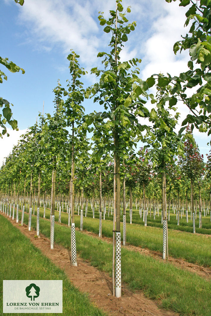 Tilia euchlora