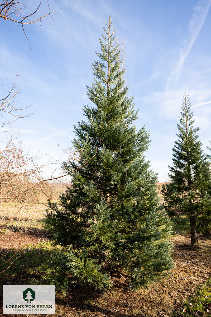 Sequoiadendron giganteum 'Glaucum'