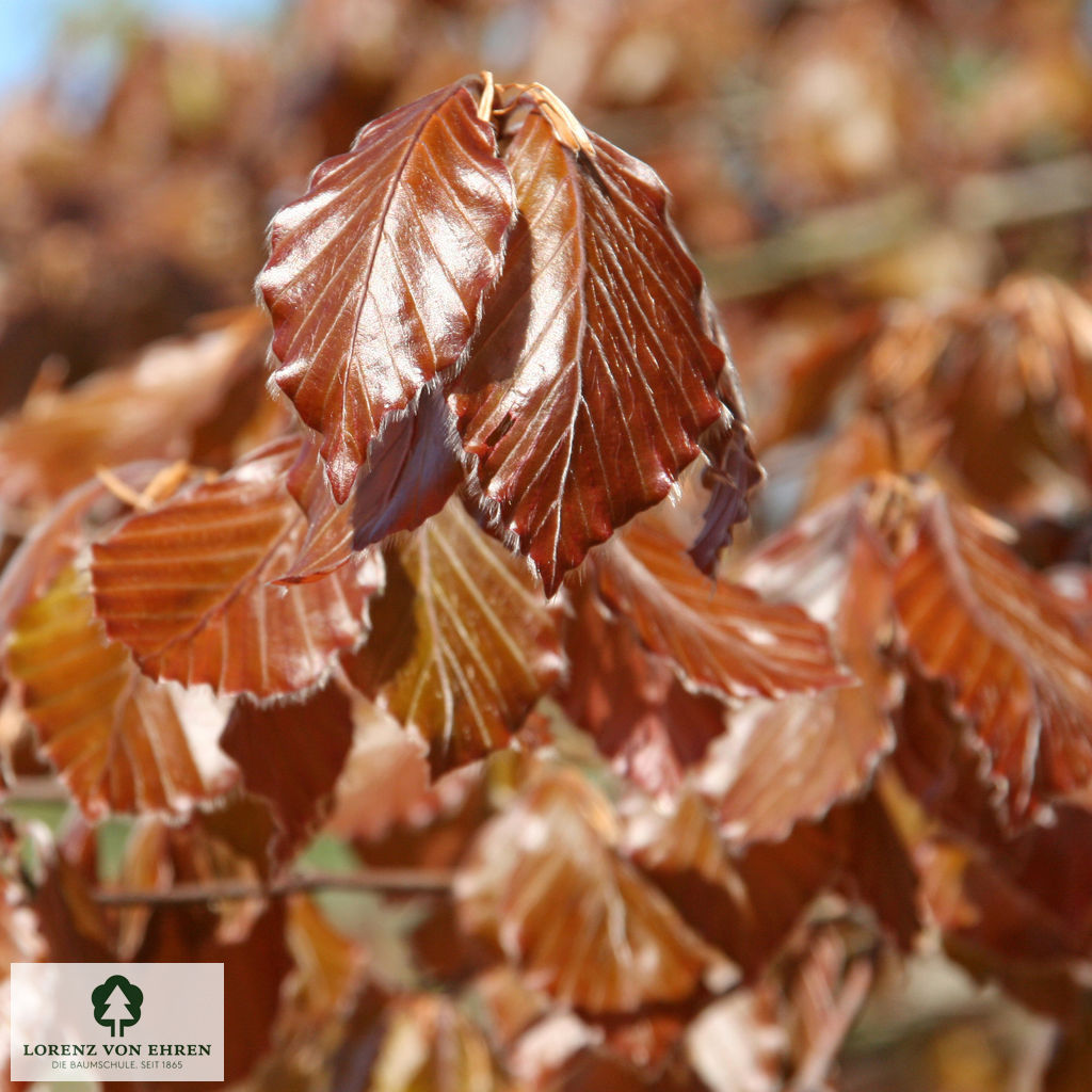 Fagus sylvatica purpurea