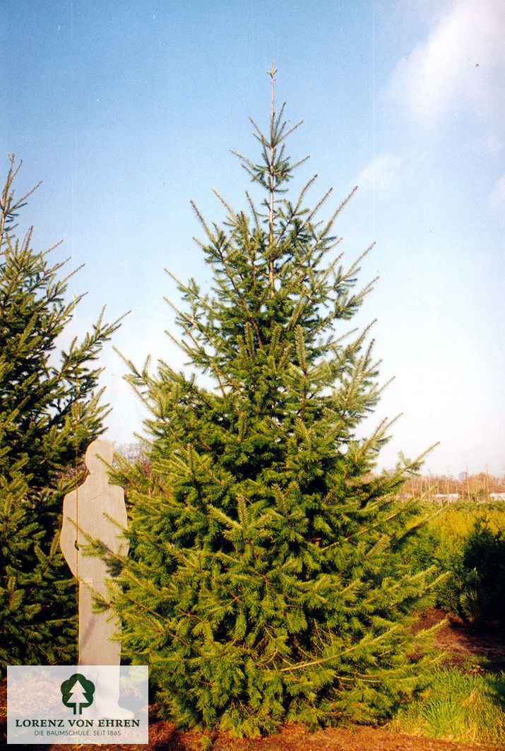 Pseudotsuga menziesii caesia