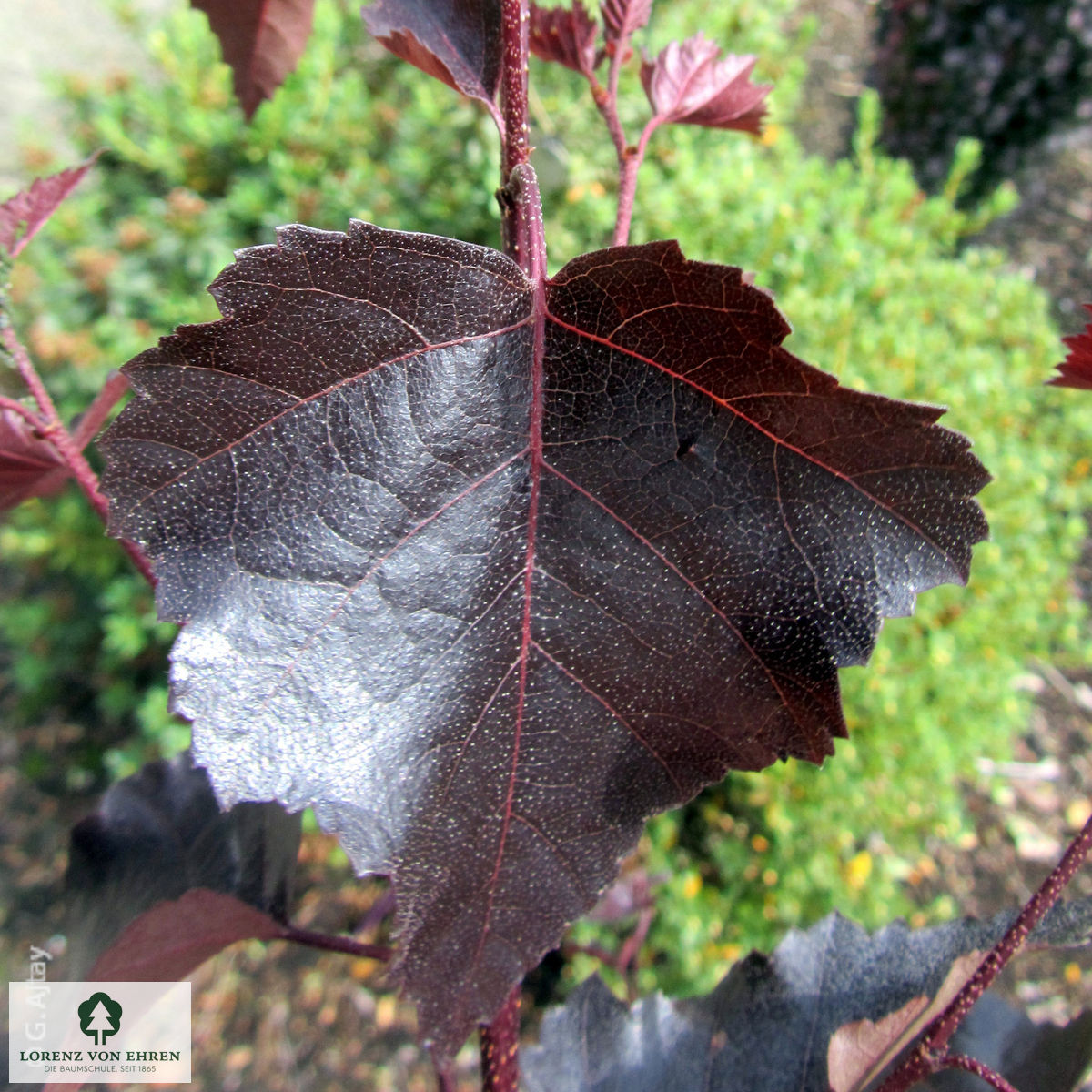 Betula pendula 'Purpurea'