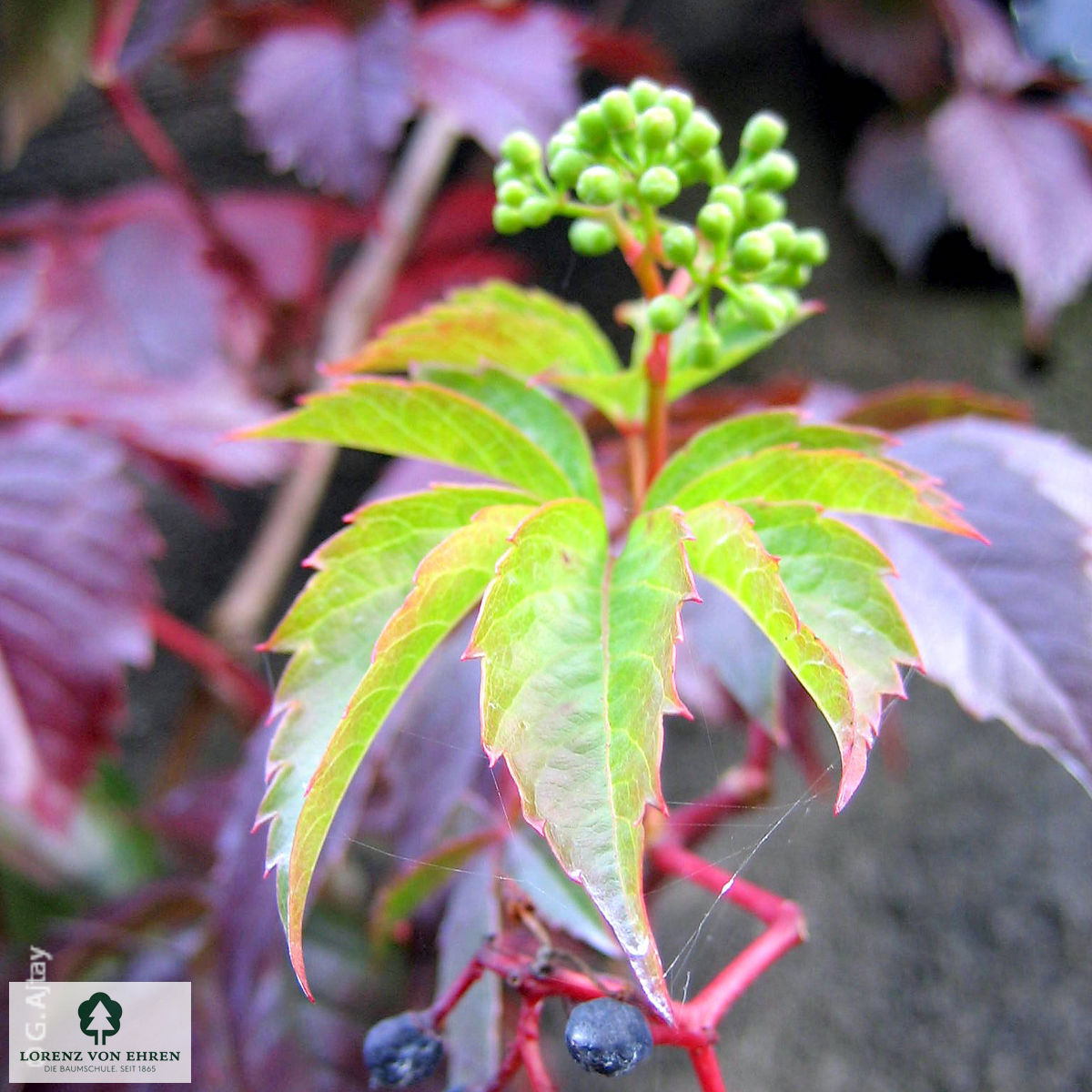 Parthenocissus quinquefolia