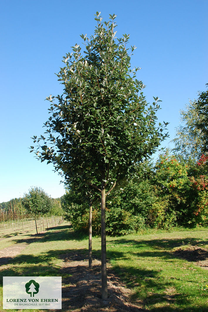 Sorbus aria 'Magnifica'