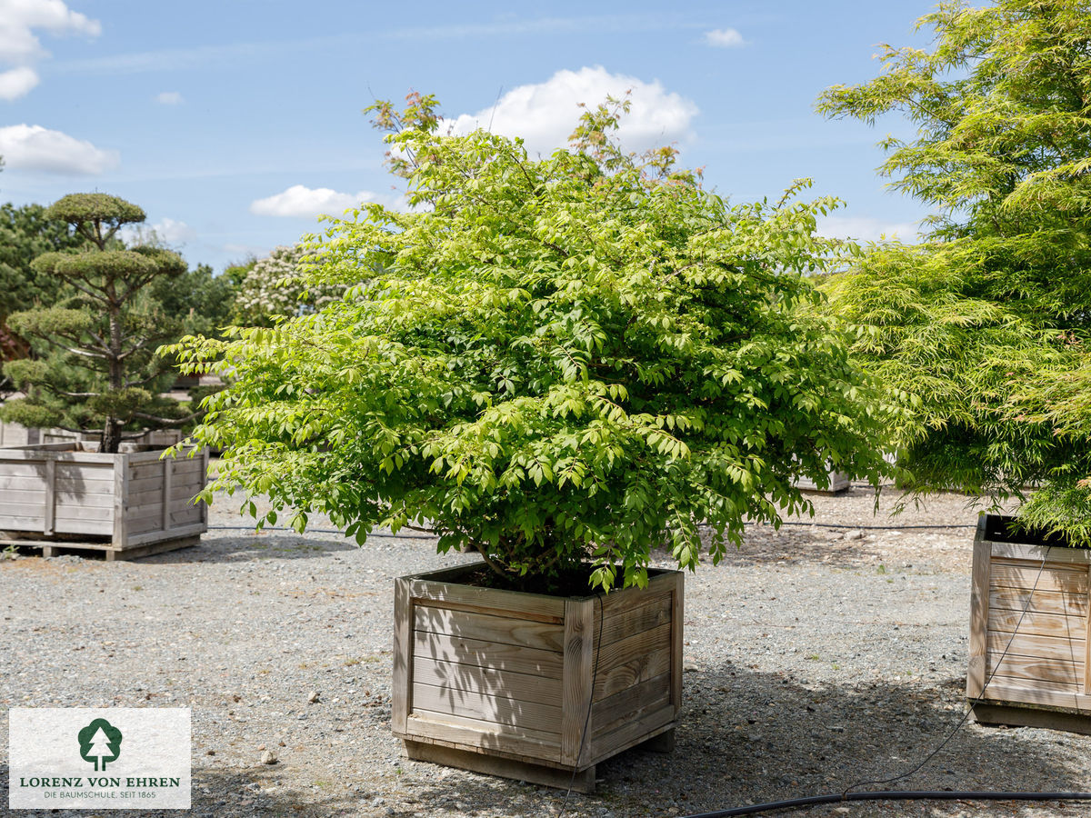 Euonymus alatus 'Compactus'