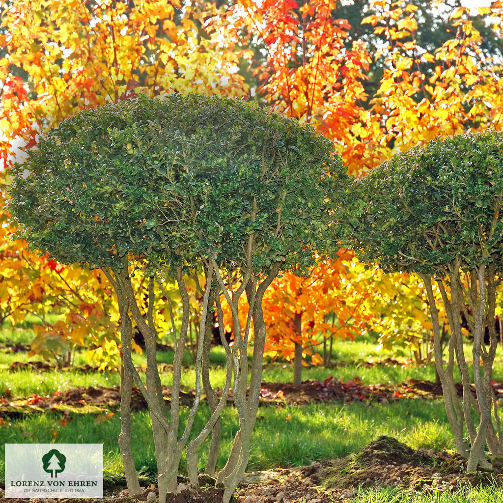 Buxus sempervirens 'Bullata'