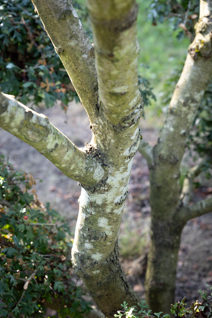Crataegus monogyna Bonsai 
