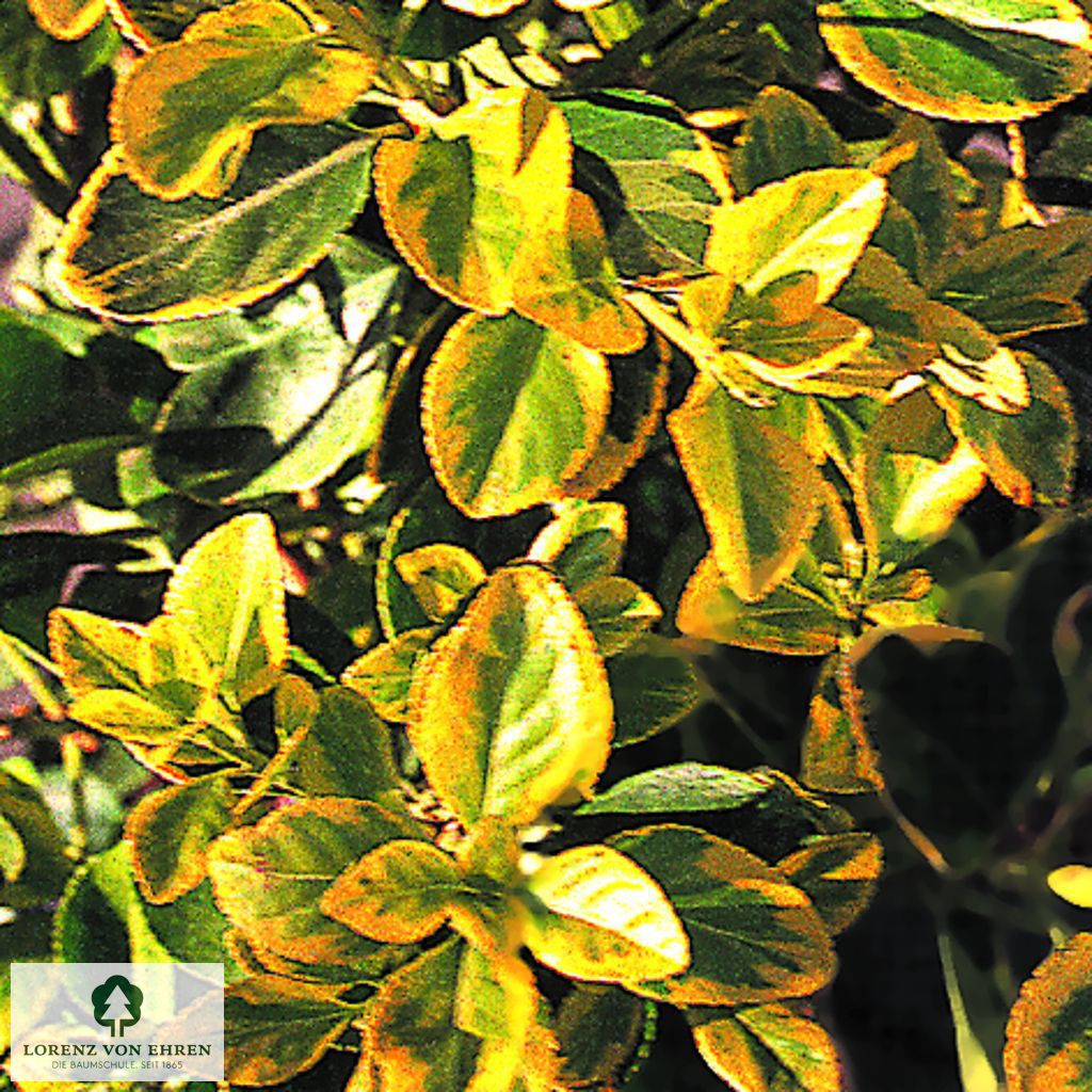 Euonymus japonicus 'Aureomarginatus'