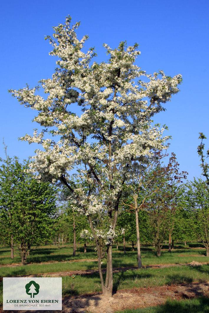 Malus toringo sargentii Sämling