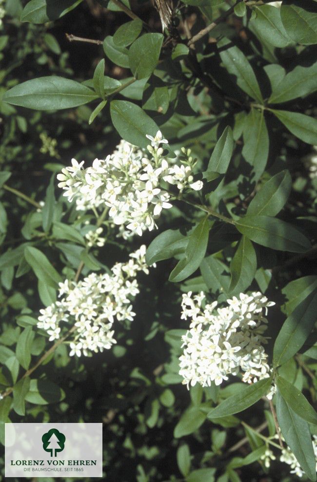 Ligustrum vulgare