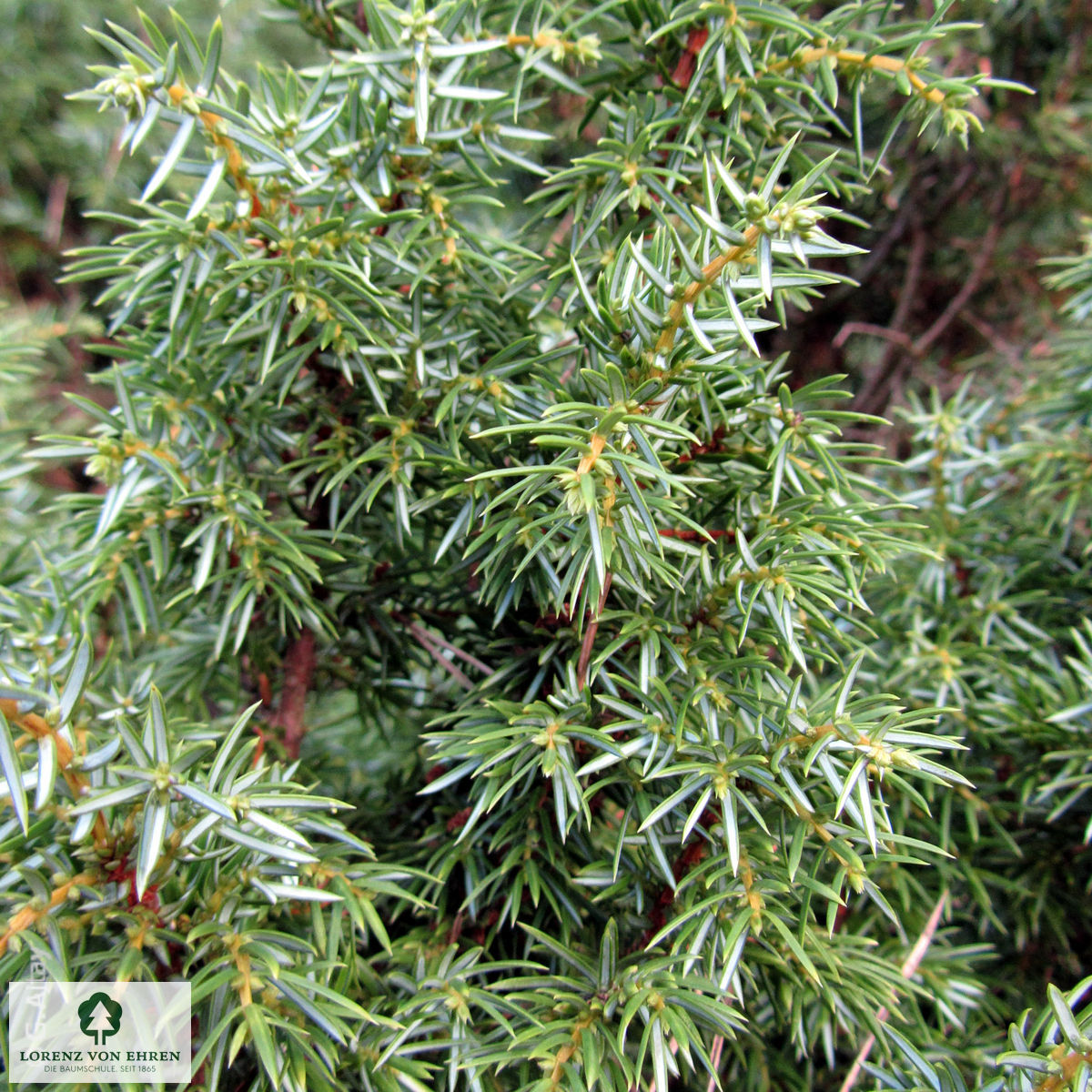 Juniperus communis 'Suecica'