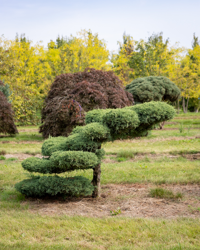 Juniperus media 'Pfitzeriana Glauca' Bonsai