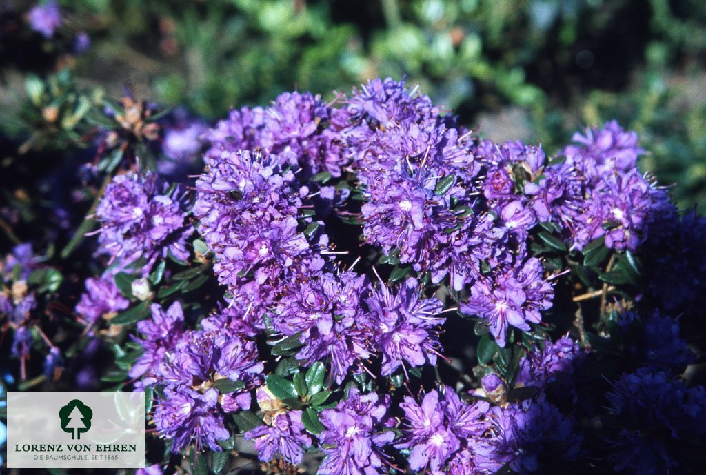 Rhododendron impeditum 'Azurika'