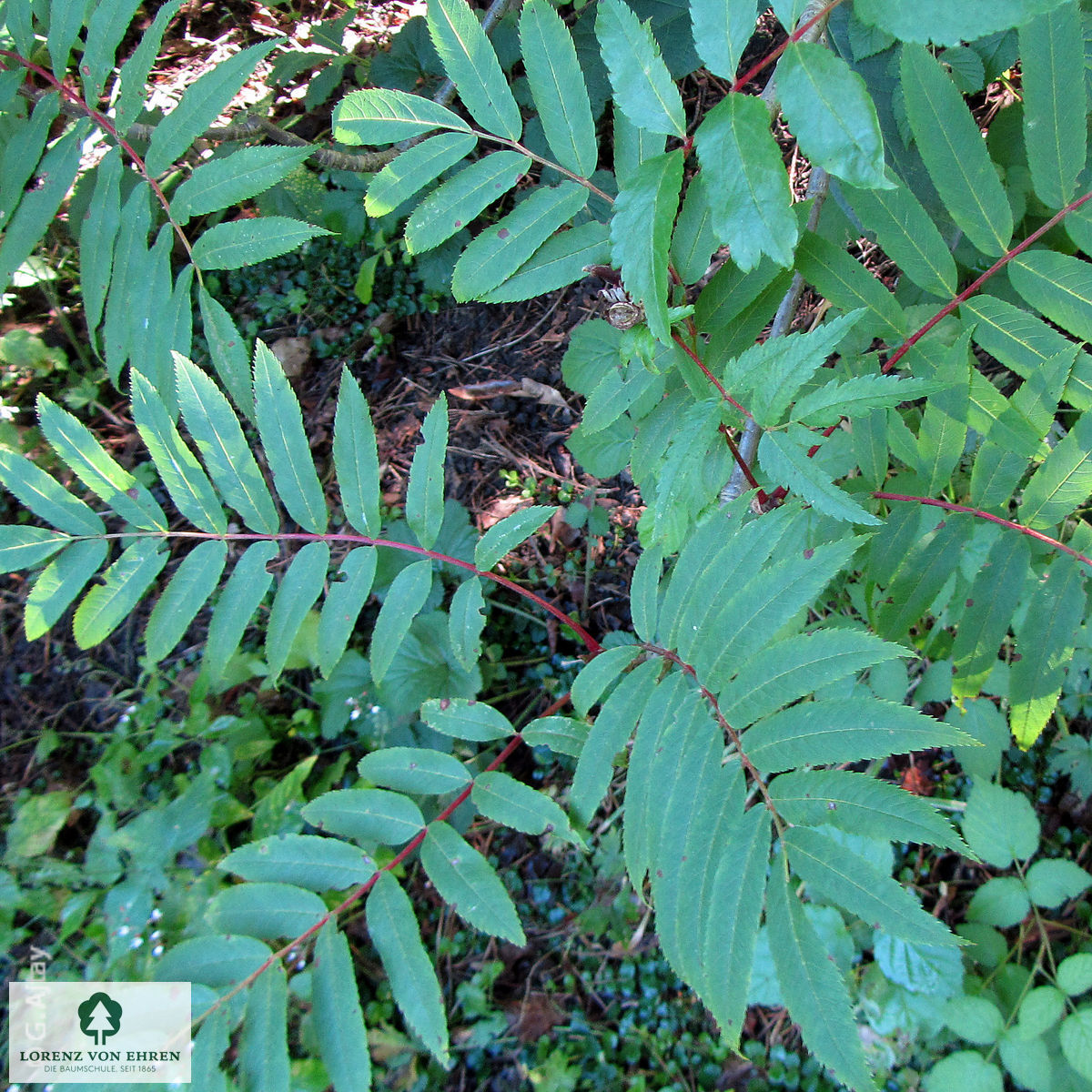 Sorbus americana