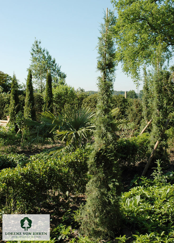 Juniperus chinensis 'Keteleeri'