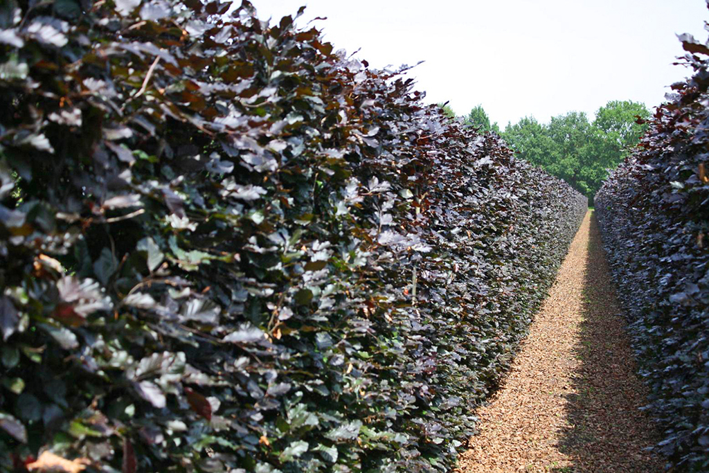Fagus sylvatica Atopunicea Hecke Rotlaubige Buchenhecke