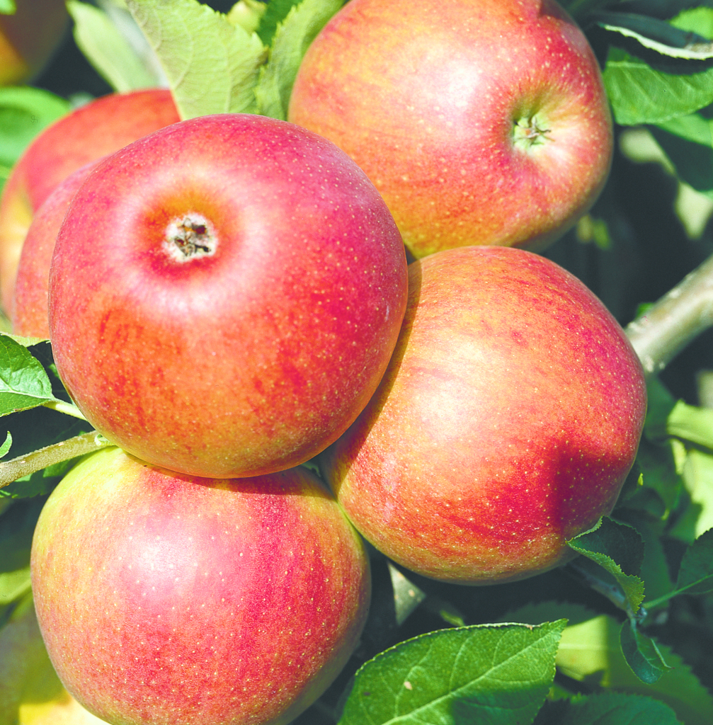 Die Frucht des Apfels Malus domestica Jonagold