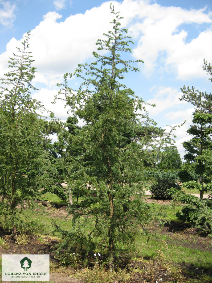 Larix kaempferi 'Diana'