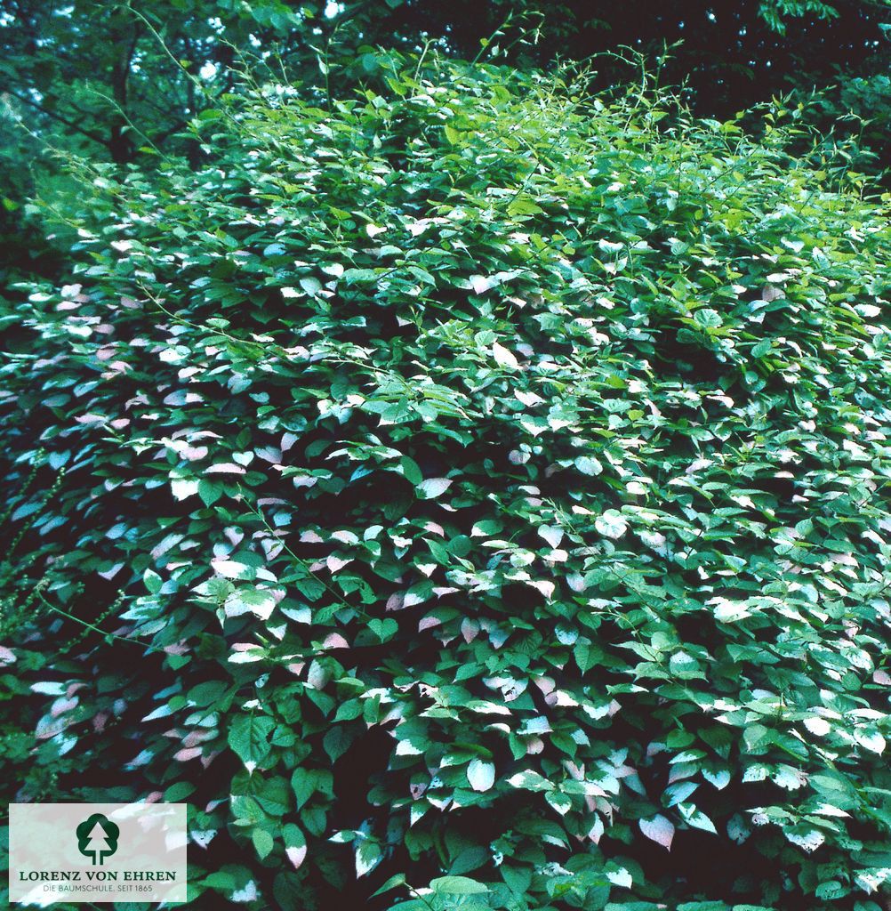 Actinidia kolomikta