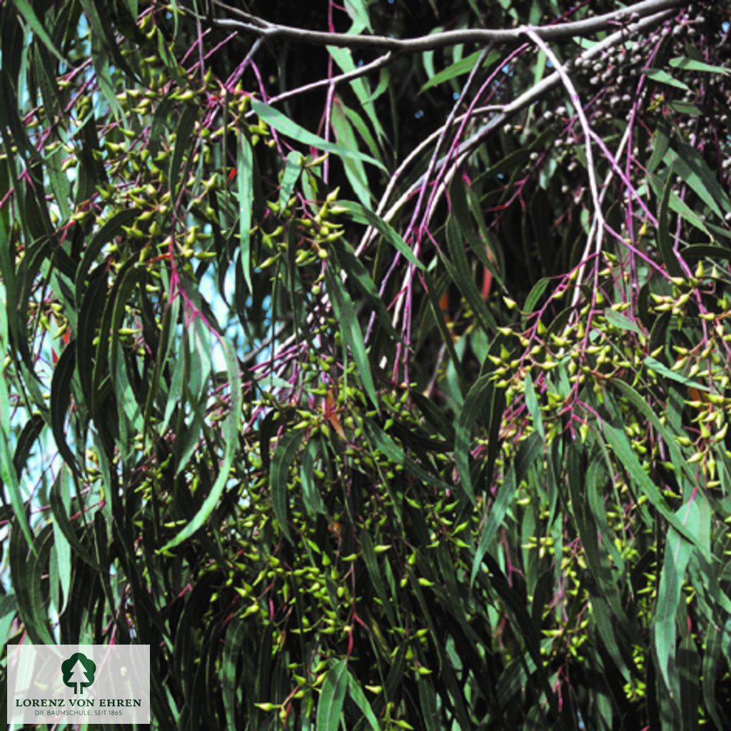 Eucalyptus rostrata