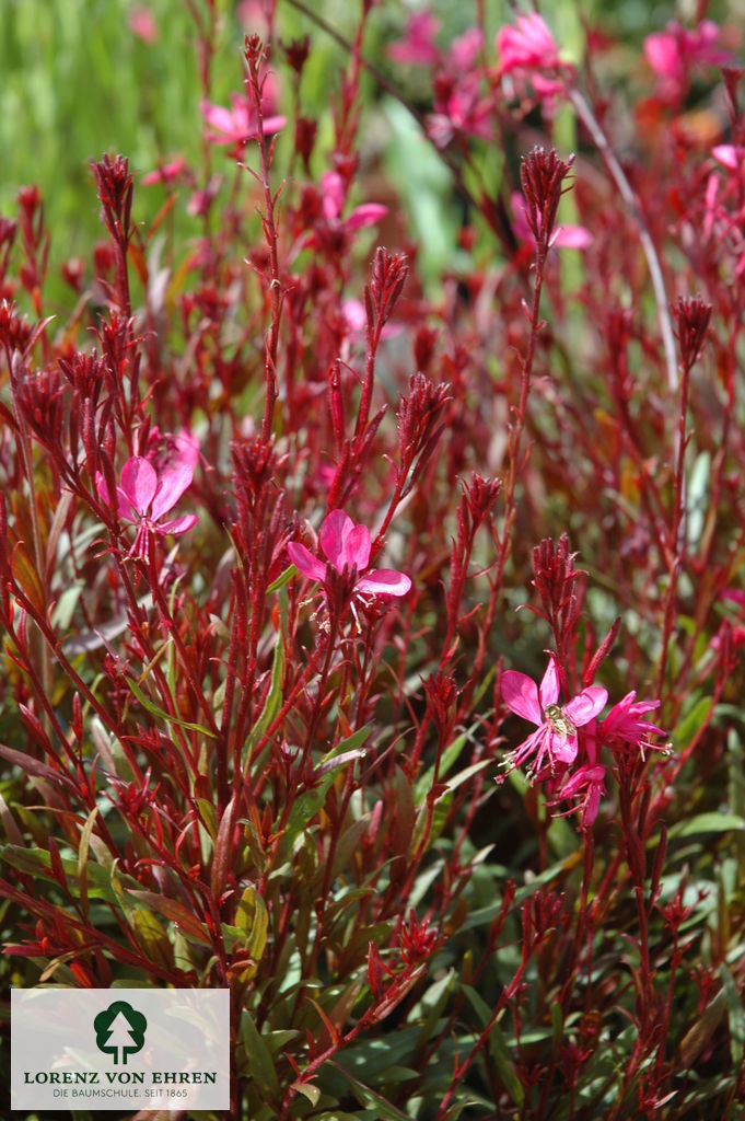 Gaura lindheimeri 'Siskiyou Pink'