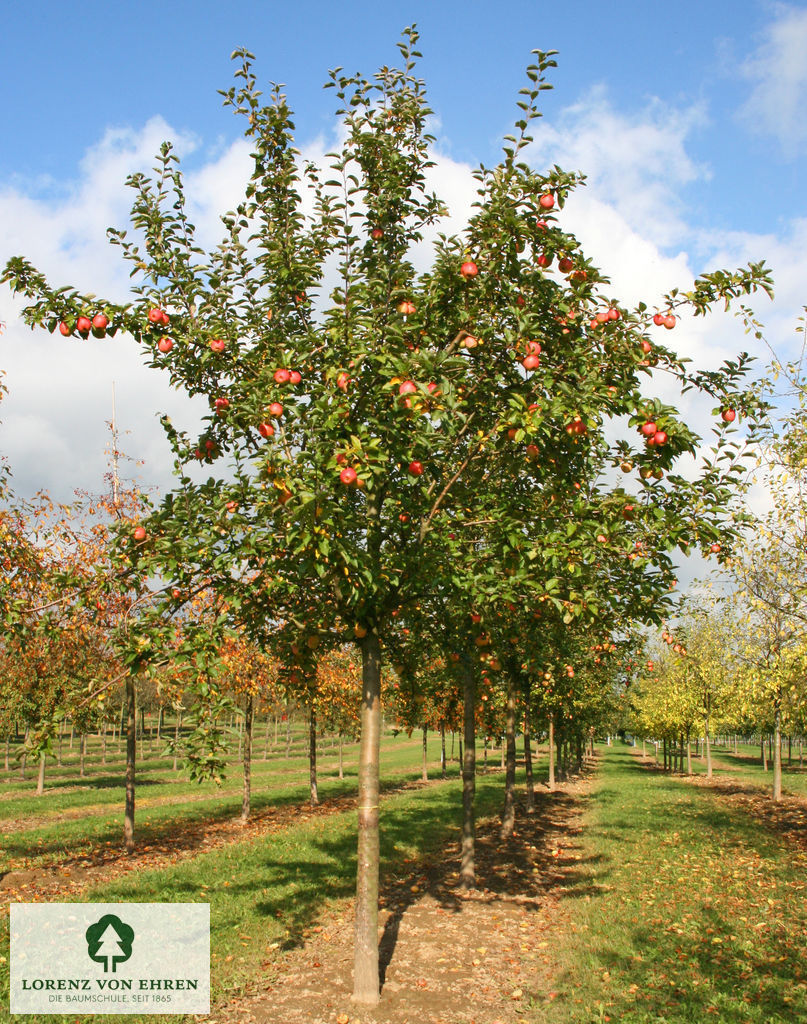 Malus domestica 'Rheinischer Bohnapfel'