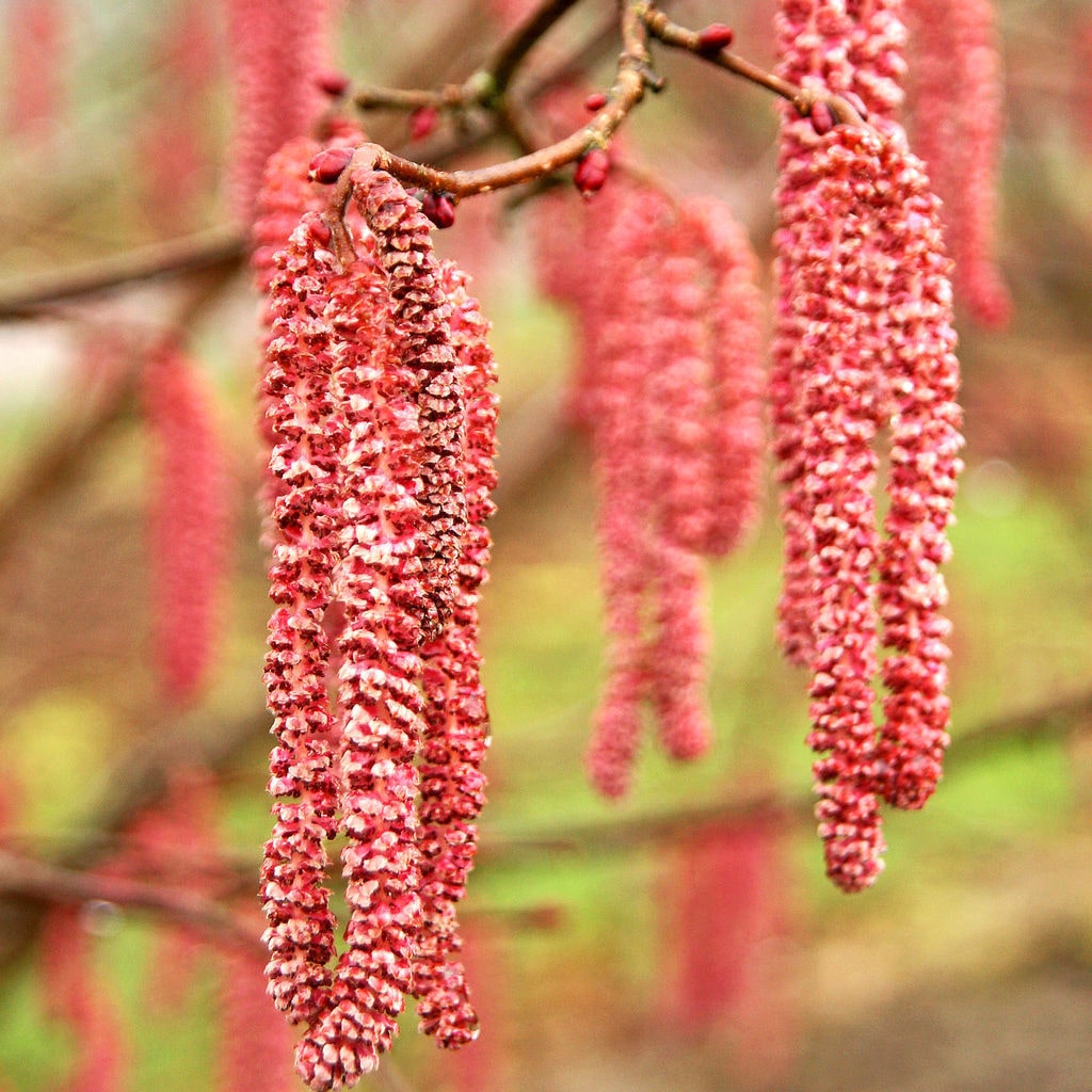 Ein Corylus Zweig mit roten männlichen Blütenkätzchen.