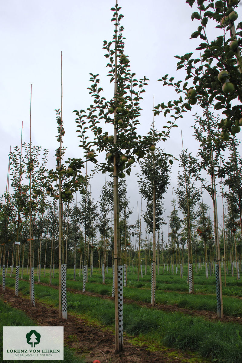 Malus domestica 'Ontario'