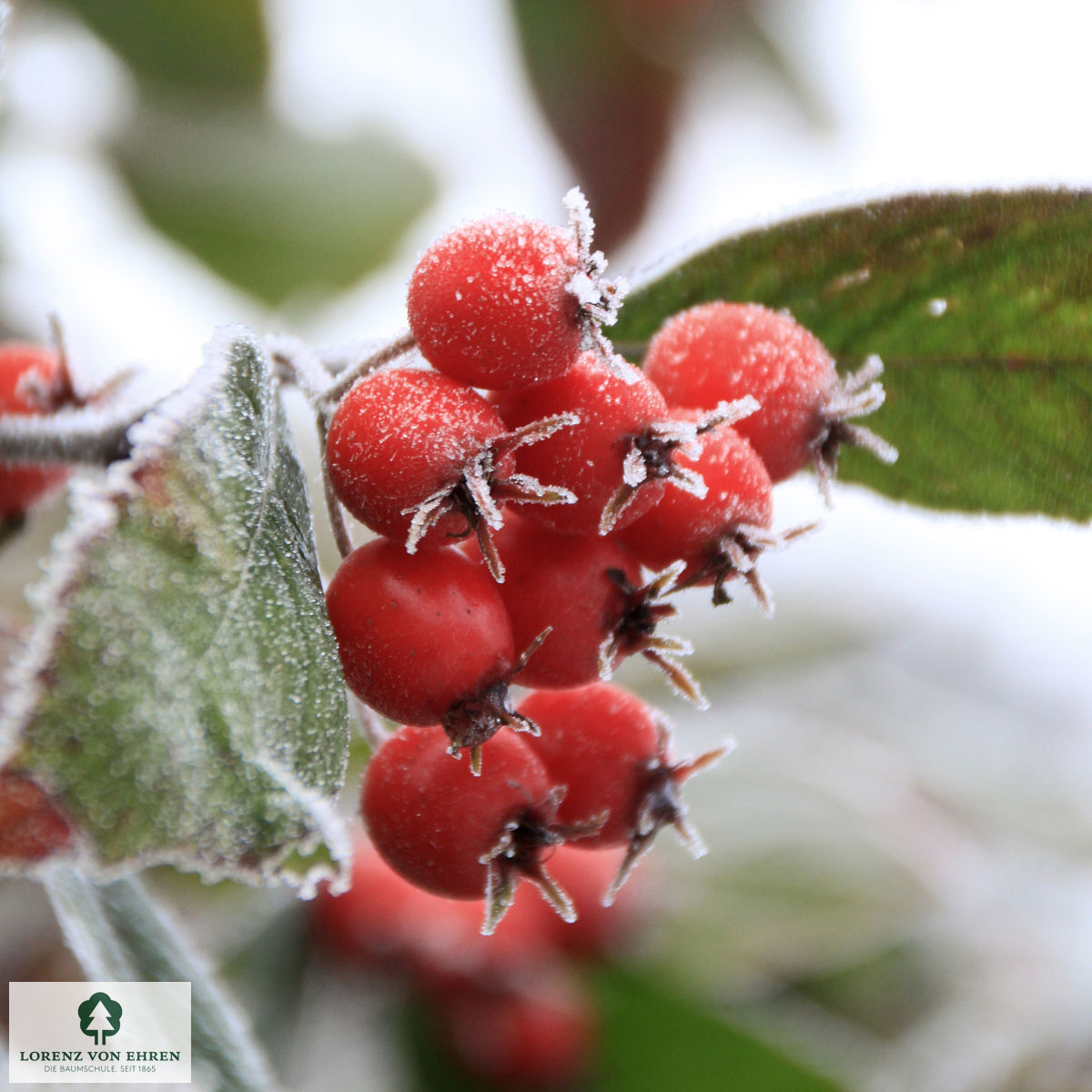 Crataegus lavallei 'Carrierei'