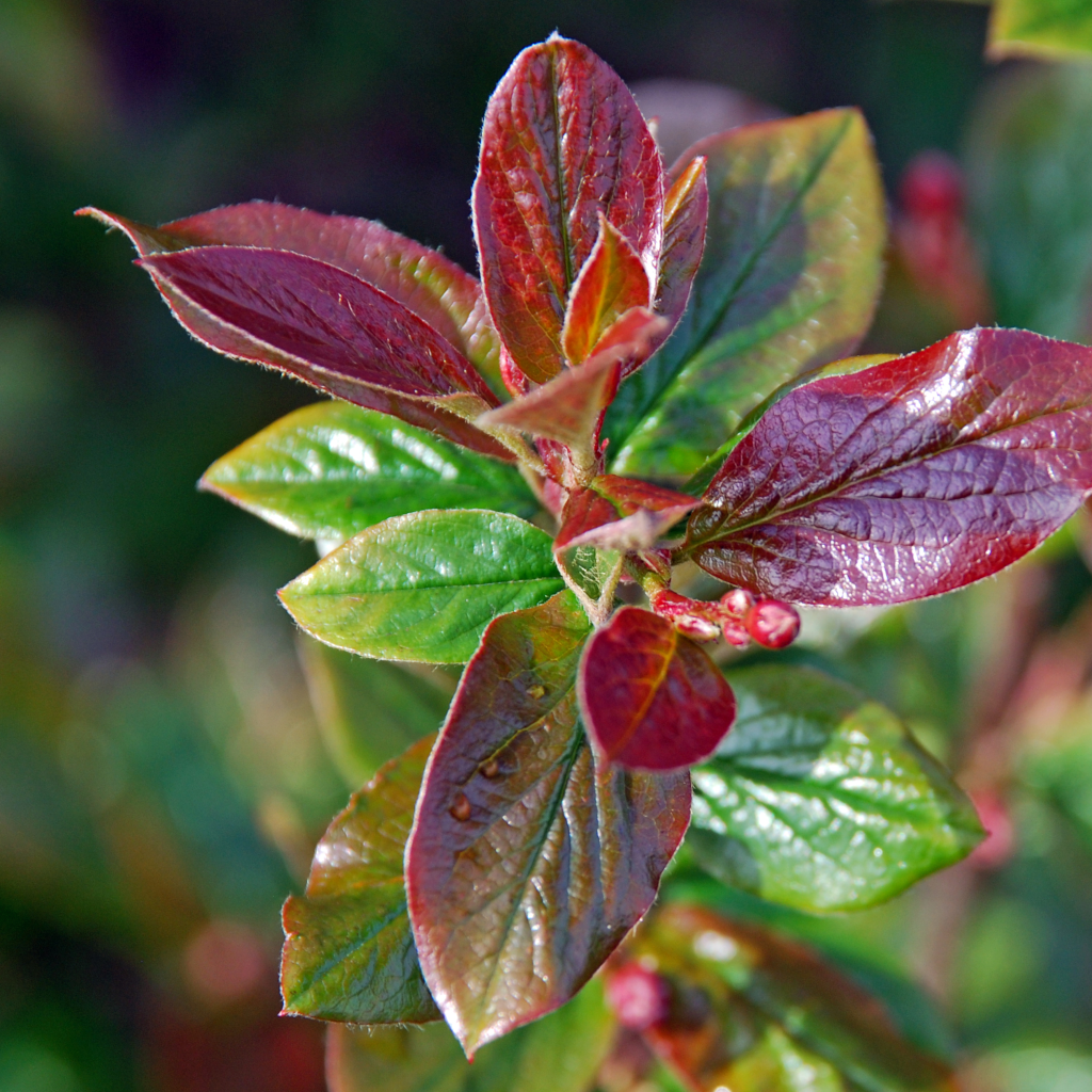 Cotoneaster acutifolius in roter Blattfärbung.