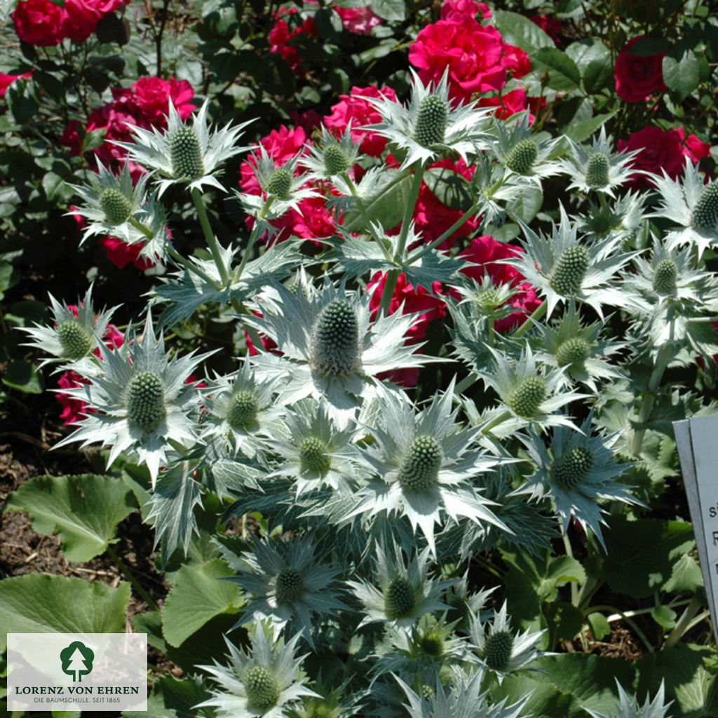 Eryngium planum