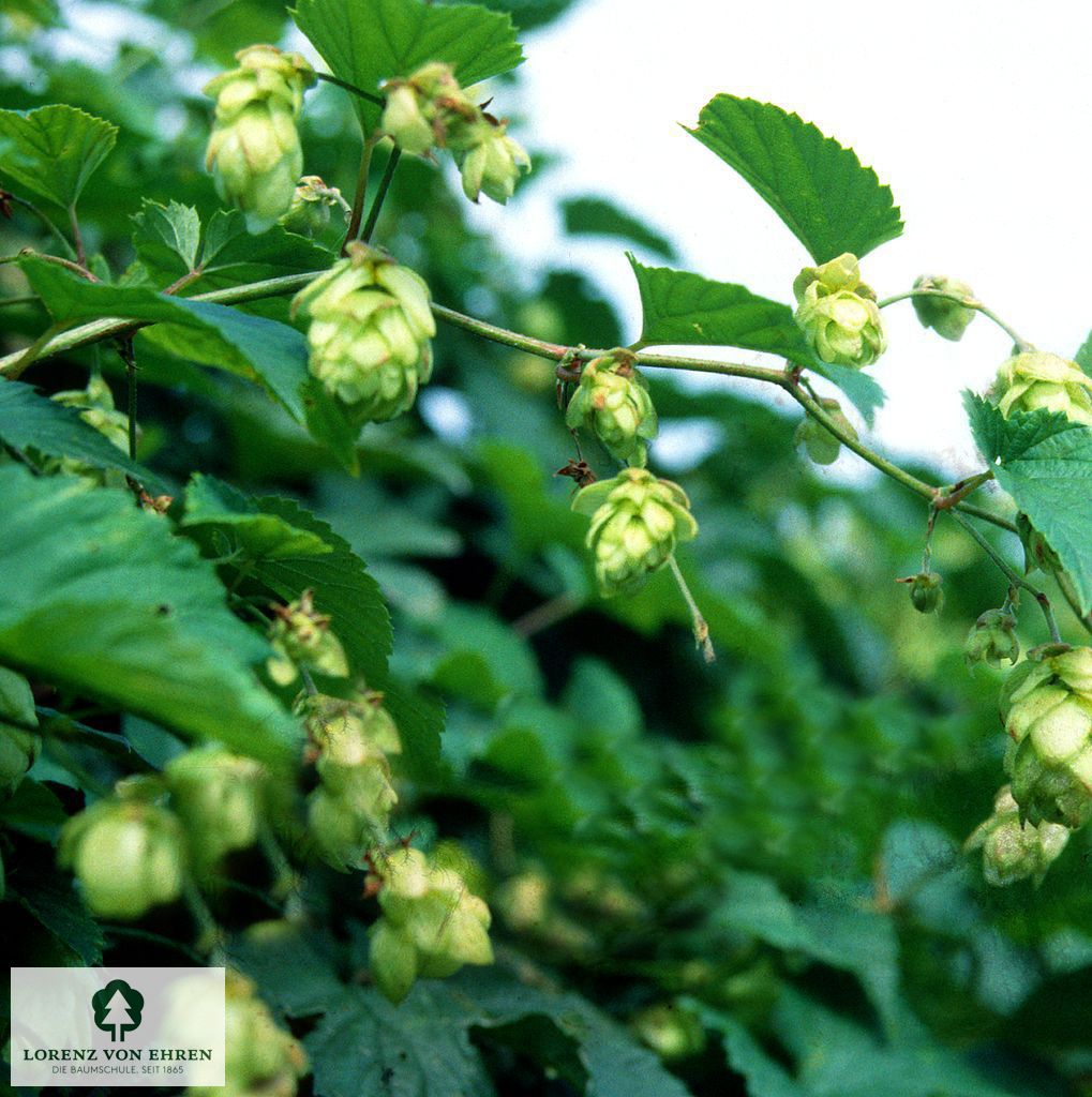 Humulus lupulus