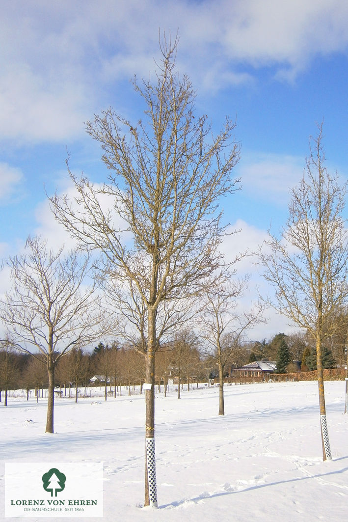 Pyrus calleryana 'Chanticleer'