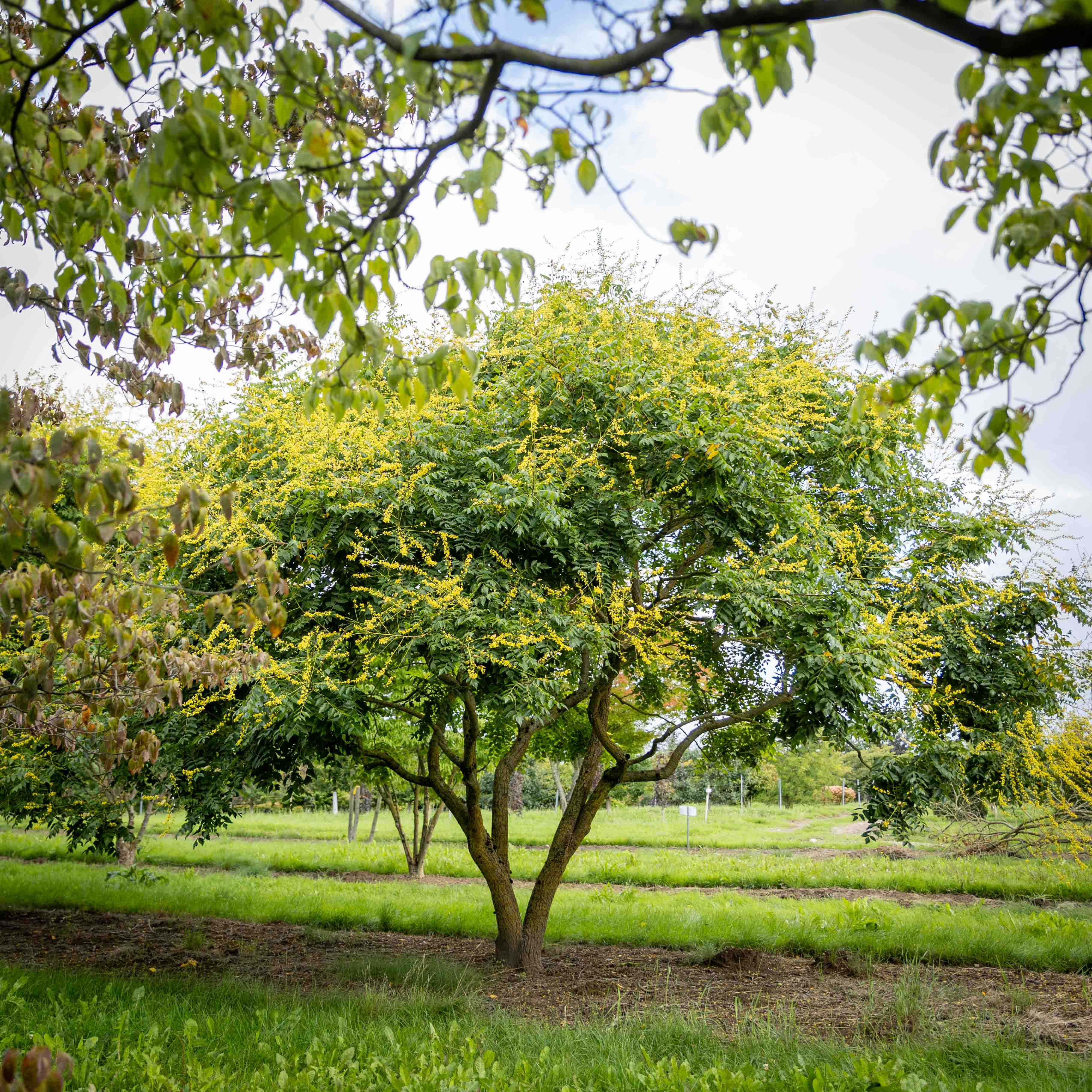 Mehrstämmiger baum Blasenesche