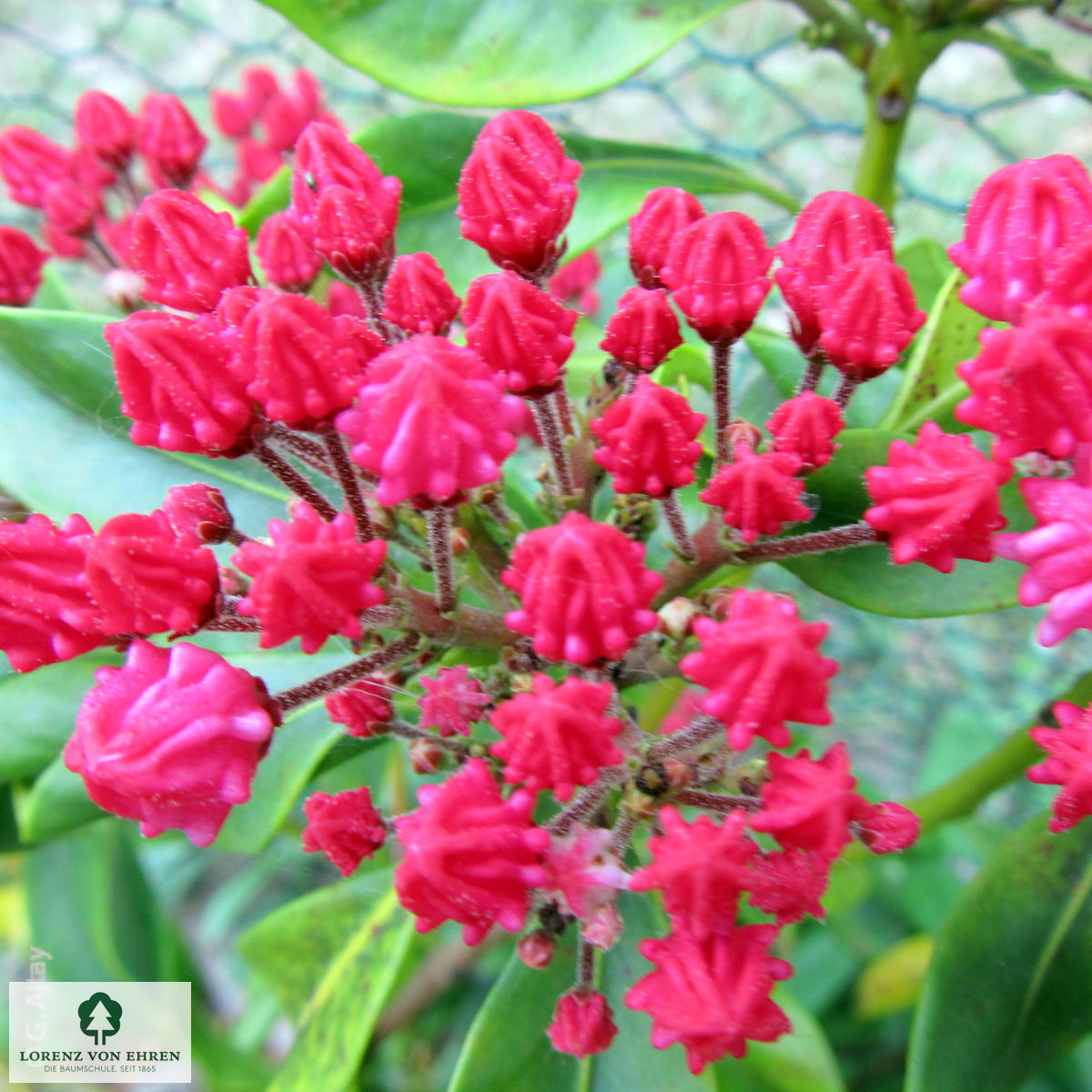 Kalmia latifolia 'Ostbo Red'