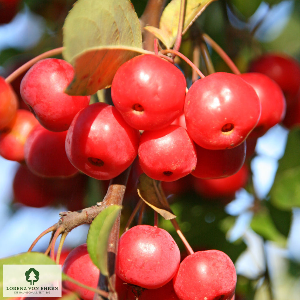 Malus 'Red Sentinel'