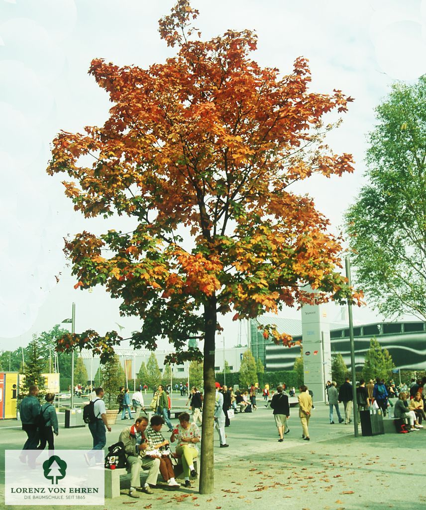 Acer platanoides 'Schwedleri'