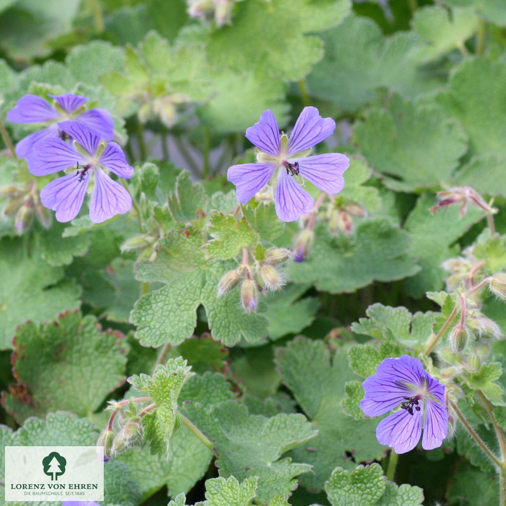 Geranium 'Philippe Vapelle'