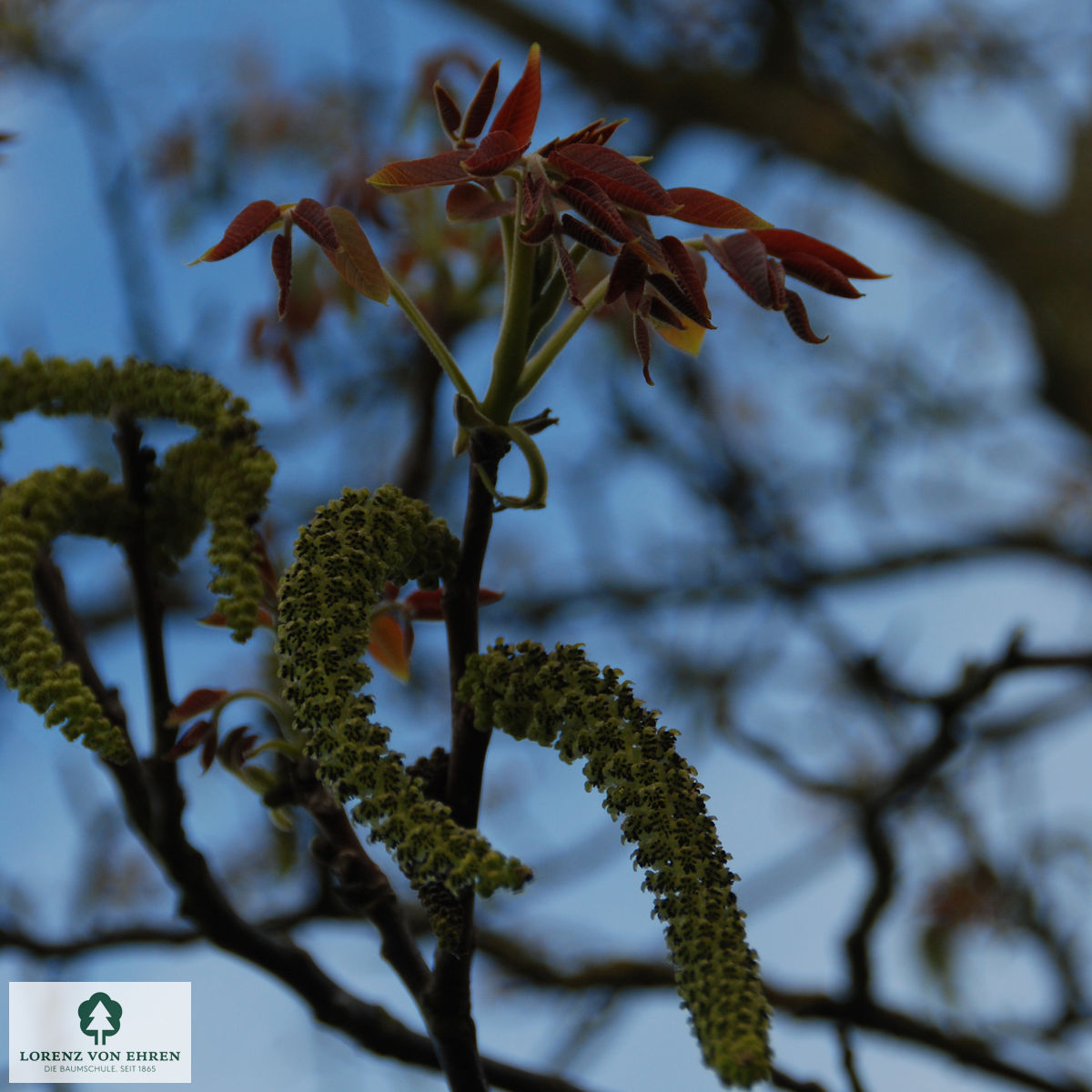 Juglans regia