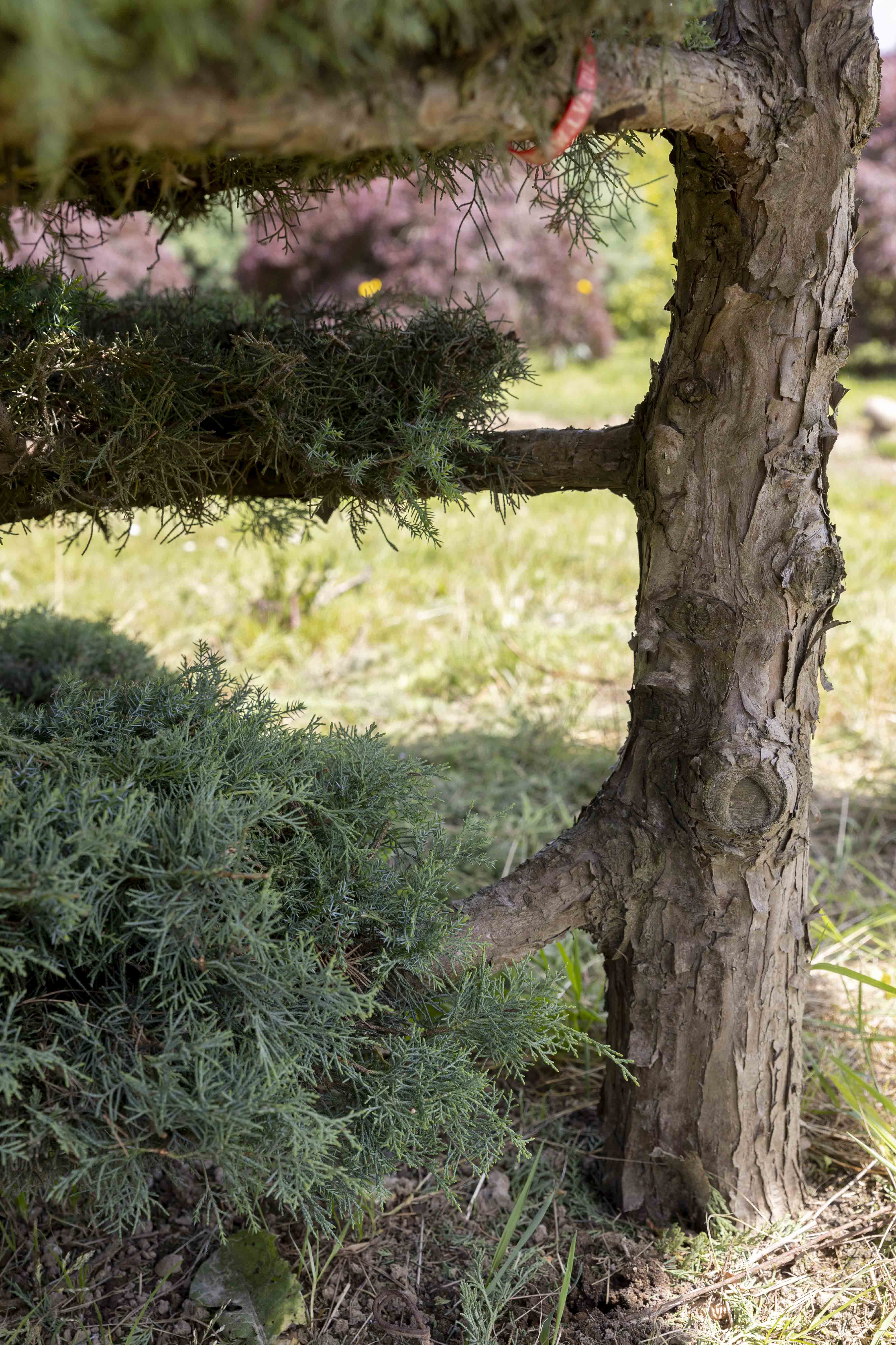 Juniperus media 'Pfitzeriana Glauca' Bonsai