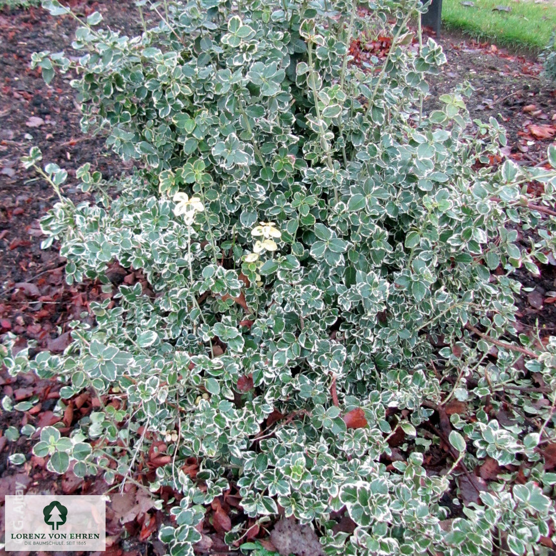 Euonymus fortunei 'Emerald Gaiety'