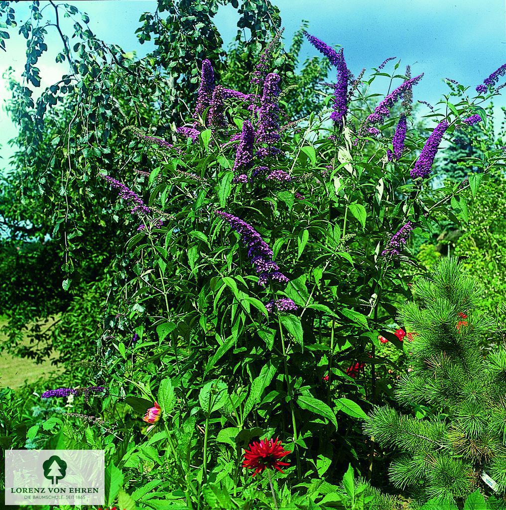 Buddleja davidii 'Ile de France'