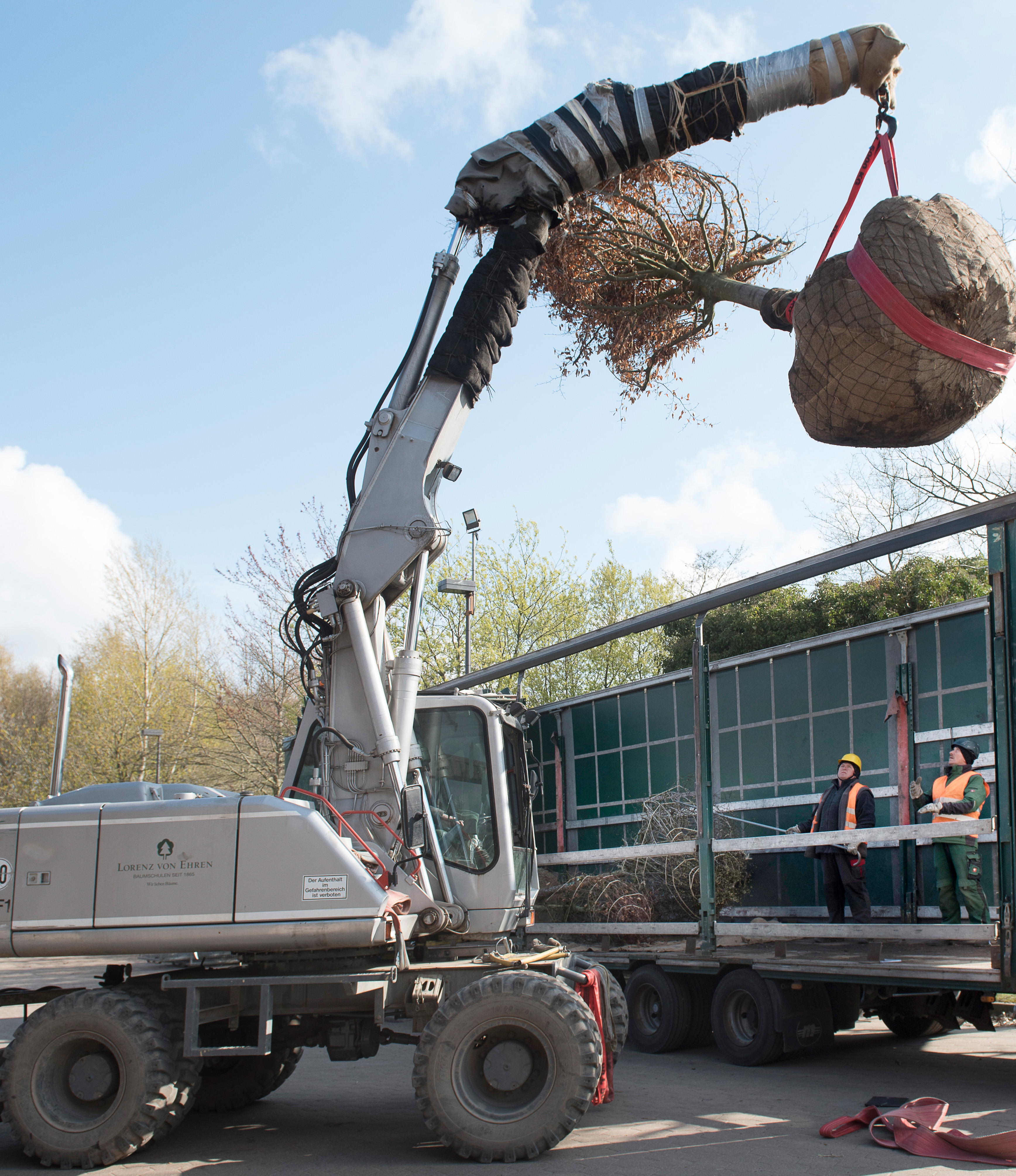 Grosser Baum hängt am Bagger