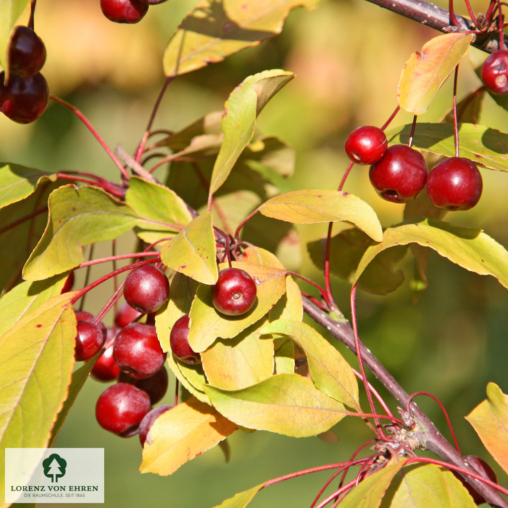 Malus 'Eleyi'