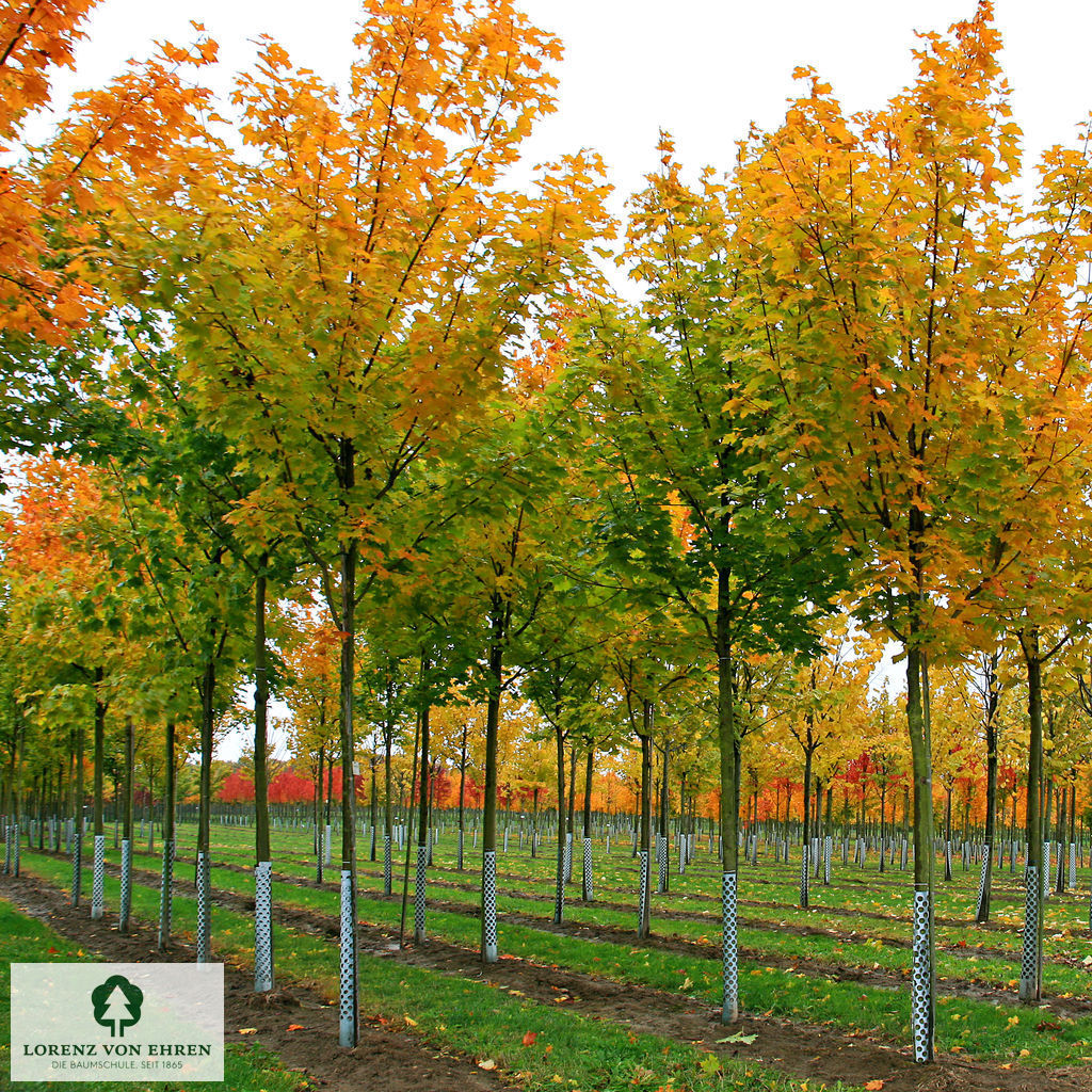 Acer platanoides 'Cleveland'