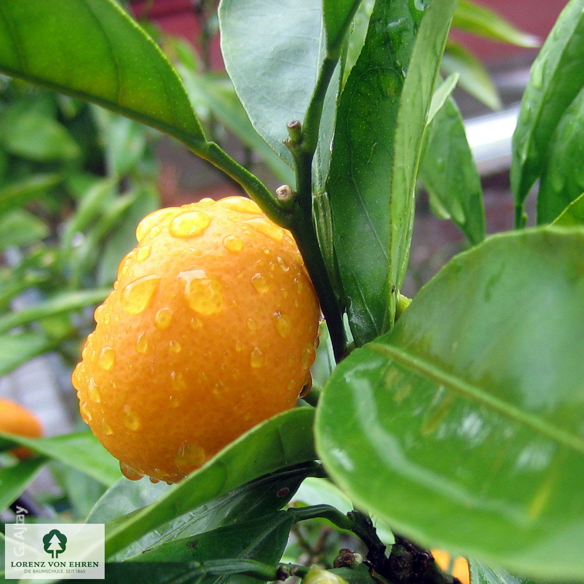 Citrus reticulata