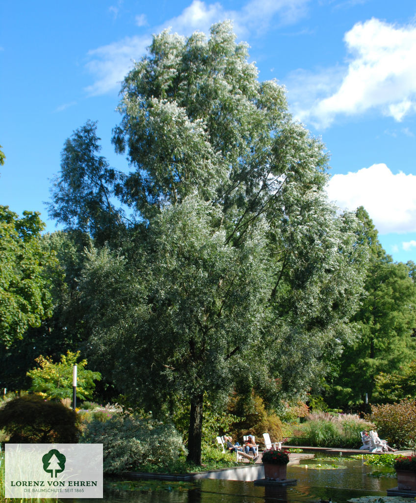 Salix alba 'Liempde'