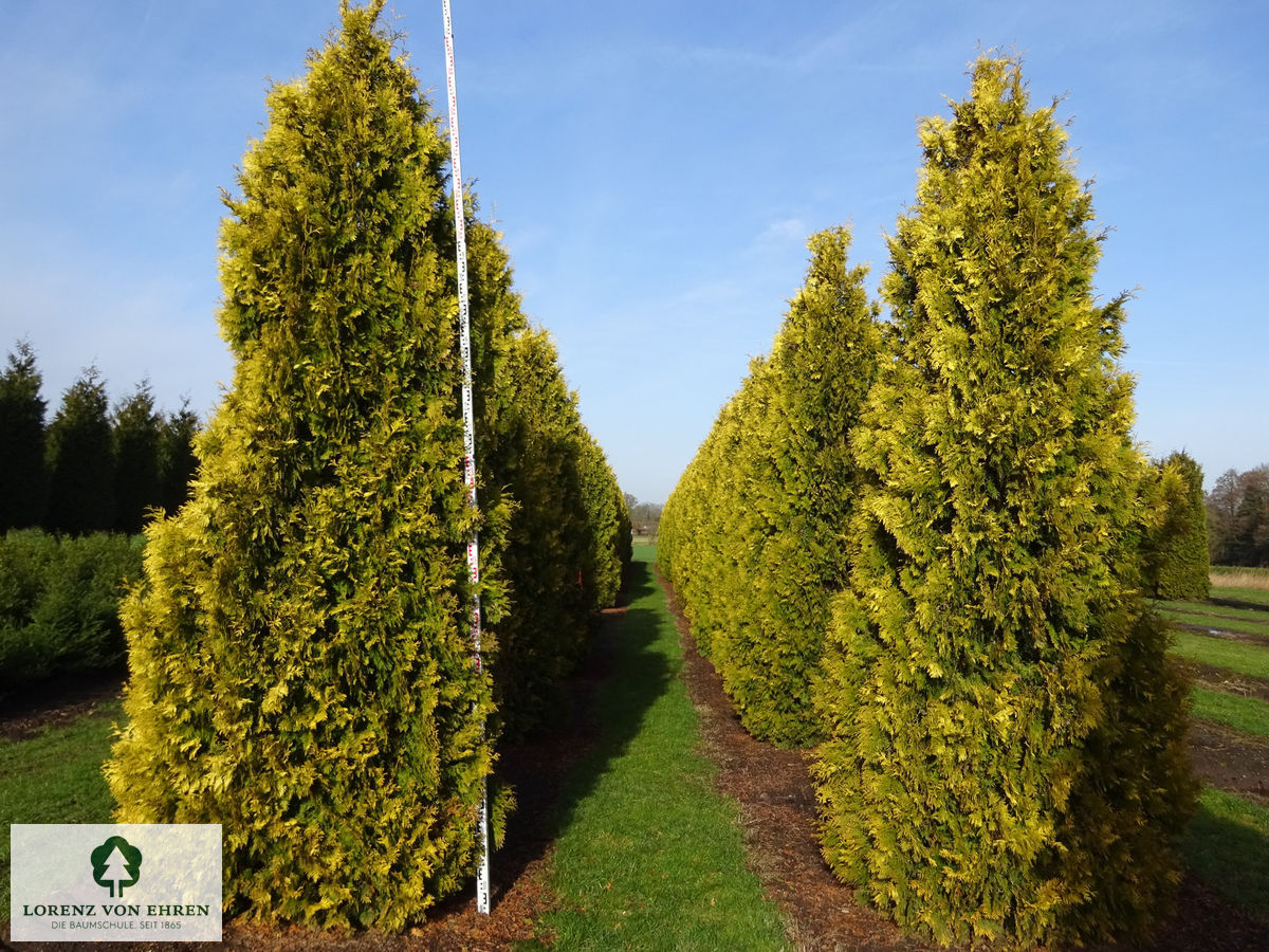 Thuja occidentalis 'Sunkist'