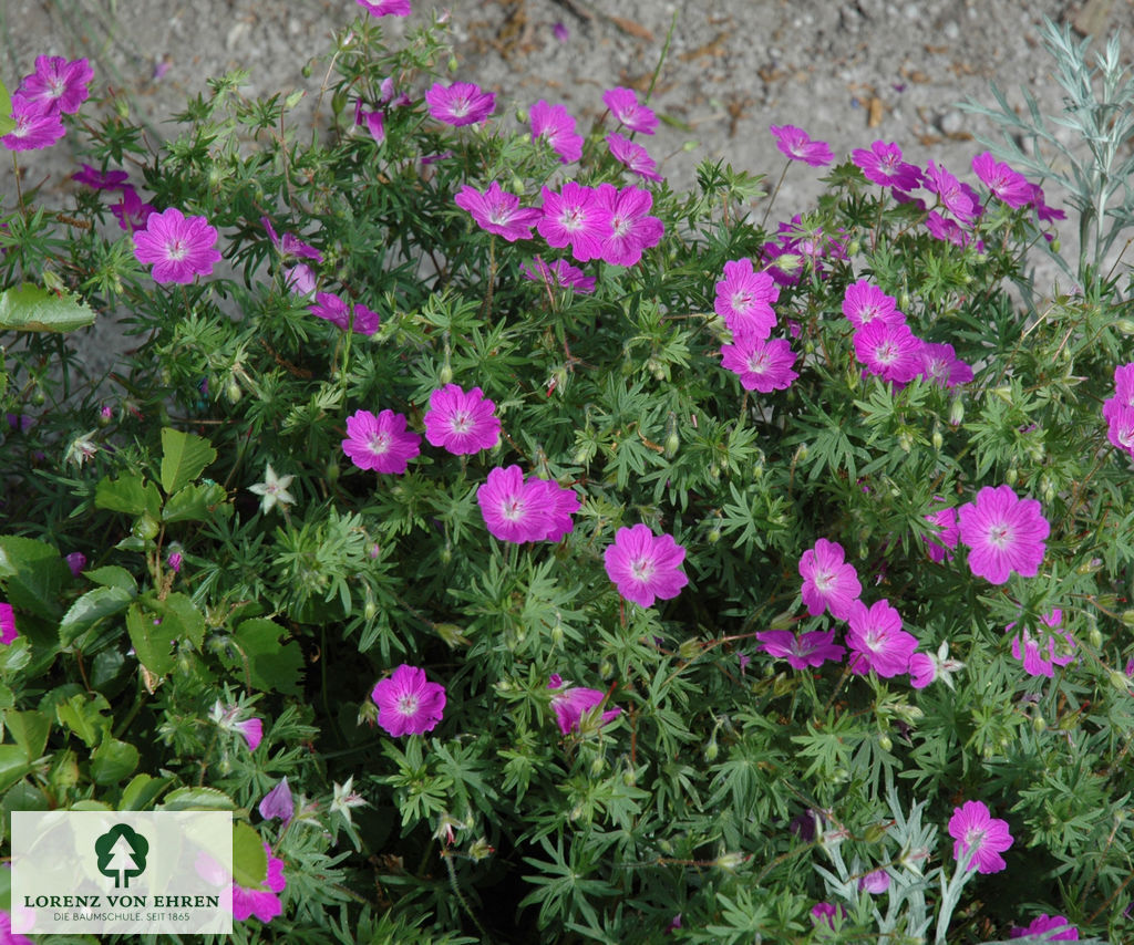 Geranium sanguineum