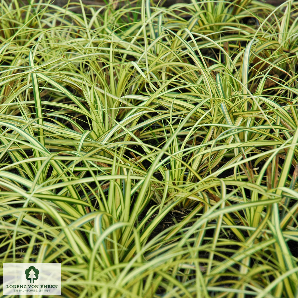 Carex oshimensis 'Evergold'